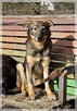 Zimek –szuka miłej rodziny, najchętniej z innymi zwierzakami - 7