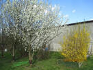 Nieruchomość ok. 350 m² z działką 2700 m² w Michale - 16