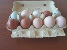 Sprzedam jajka wiejskie
