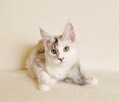 Przepiękna koteczka Maine Coon - Legalna hodowla - 11