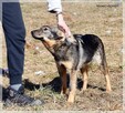 Zimek –szuka miłej rodziny, najchętniej z innymi zwierzakami - 8