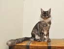 Przepiękna koteczka Maine Coon - Legalna hodowla - 10