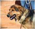 Bols – miły, młody i bardzo aktywny wielkopies do adopcji - 7
