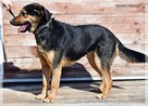 Daria – z łańcucha, przez schronisko – do ukochanego domu? - 3