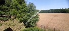 SIEDLISKO  dom + 0.3  ha ziemi - 12