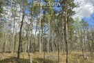Lasy w Curynie pod Wisznicami 2.3 ha - 1