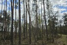 Lasy w Curynie pod Wisznicami 2.3 ha - 2