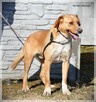 Oskar – poznaj tego uroczego, radosnego młodzieńca - 10