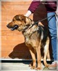 Bols – miły, młody i bardzo aktywny wielkopies do adopcji - 5
