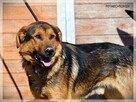 Bols – miły, młody i bardzo aktywny wielkopies do adopcji - 3