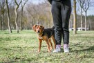 Rubel- młody kontaktowy psiak czeka na dom - 6