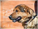 Bols – miły, młody i bardzo aktywny wielkopies do adopcji - 6