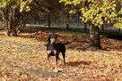 Lola gończy polski do pokochania! - 3