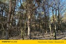 Działka leśna 22 484 m² – godzina od Warszawy! - 6