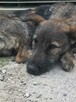 Młodziuteńki wesoły przekochany aniołek poleca się do adopcj - 5
