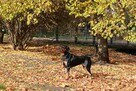 Lola gończy polski do pokochania! - 4