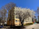 REZERWACJA, 3-pok, parter, pow. 61,4 m2, loggia - 9