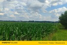 Sprzedam działkę rolno-budowlaną,1.4ha, Dąbrowice - 3