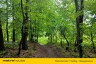 Las i polana na WŁASNOŚĆ, 56,5 ar - 2
