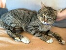 Moris, słodycz nad koty do adopcji :) - 4