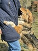 Sofi - pełna życia, wesoła, młodziutka sunia! - 2