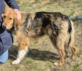Sofi - pełna życia, wesoła, młodziutka sunia! - 4