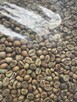 Kawa zielona – niepalona, Robusta 100% (Wietnam) - 5
