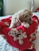 Maltipoo piękna dziewczynka - 5