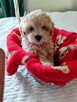 Maltipoo piękna dziewczynka - 7
