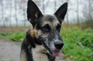 Riko - dostojny indywidualista szuka domu! - 6