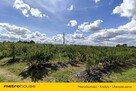 Sprzedam dom w Ruszkowie na 3,2 ha działce - 4