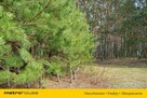 Działka orna w Uchaniu Dolnym k/Łowicza 24 000 m2 - 7