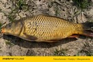 Działka ze stawem 0,6Ha staw 20 A Budowo pomorskie - 11