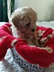 Maltipoo piękna dziewczynka - 4
