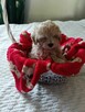 Maltipoo piękna dziewczynka - 2