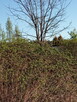 Koszenie, wycinka kosą spalinową, usługi ogrodnicze - 3