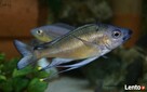 Ryby Tanganika Ophthalmotilapia Nasuta Bilila - 2
