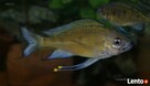 Ryby Tanganika Ophthalmotilapia Nasuta Bilila - 3