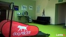 Rehabilitacja psów i kotów Rzeszów - 3