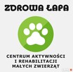 Rehabilitacja psów i kotów Rzeszów - 4