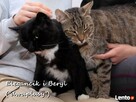 Koty, kotki, koteczki - przedstawiamy kotki do adopcji :)