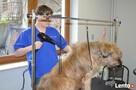 Psi Fryzjer salon groomerski pielęgnacja psów - 3