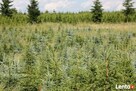 Plantacja Choinek jodła świerk pospolity srebrny.FORMOWANE - 11