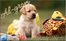 Labrador Retriever czarne i biszkoptowe szczenię rodowód FCI - 5