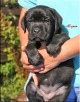 Labrador Retriever czarne i biszkoptowe szczenię rodowód FCI - 3