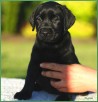 Labrador Retriever czarne i biszkoptowe szczenię rodowód FCI - 2