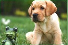 Labrador Retriever czarne i biszkoptowe szczenię rodowód FCI - 4