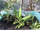 Oleander nasiona 2020 - 1