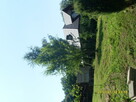 wierzba mandzurska - 2
