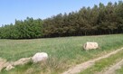 Sprzedam ziemię rolną.
